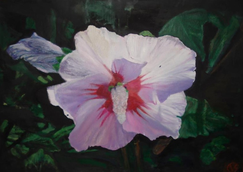 Mallow